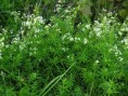 Svízel (přítula, syřišťový, povázka) Čistí krev, ledviny, uklidňuje nervy